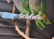 Amazon vinacea bonded 8 year old pair with cites papers close rung