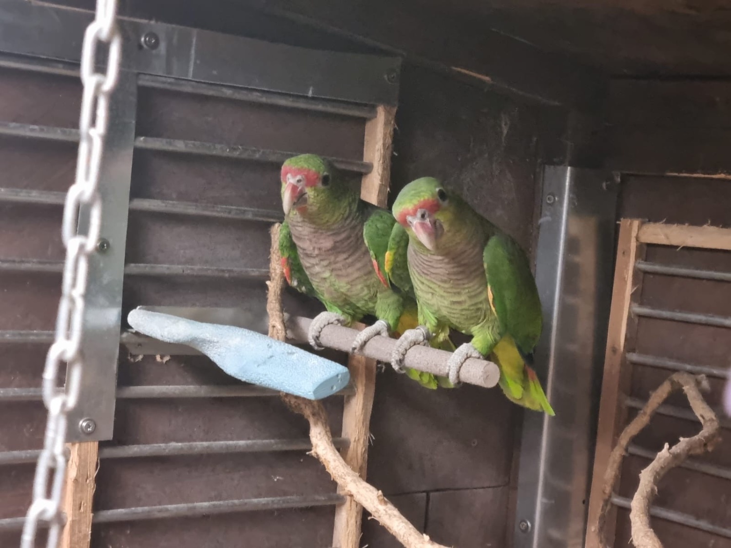 Amazon vinacea bonded 8 year old pair with cites papers close rung