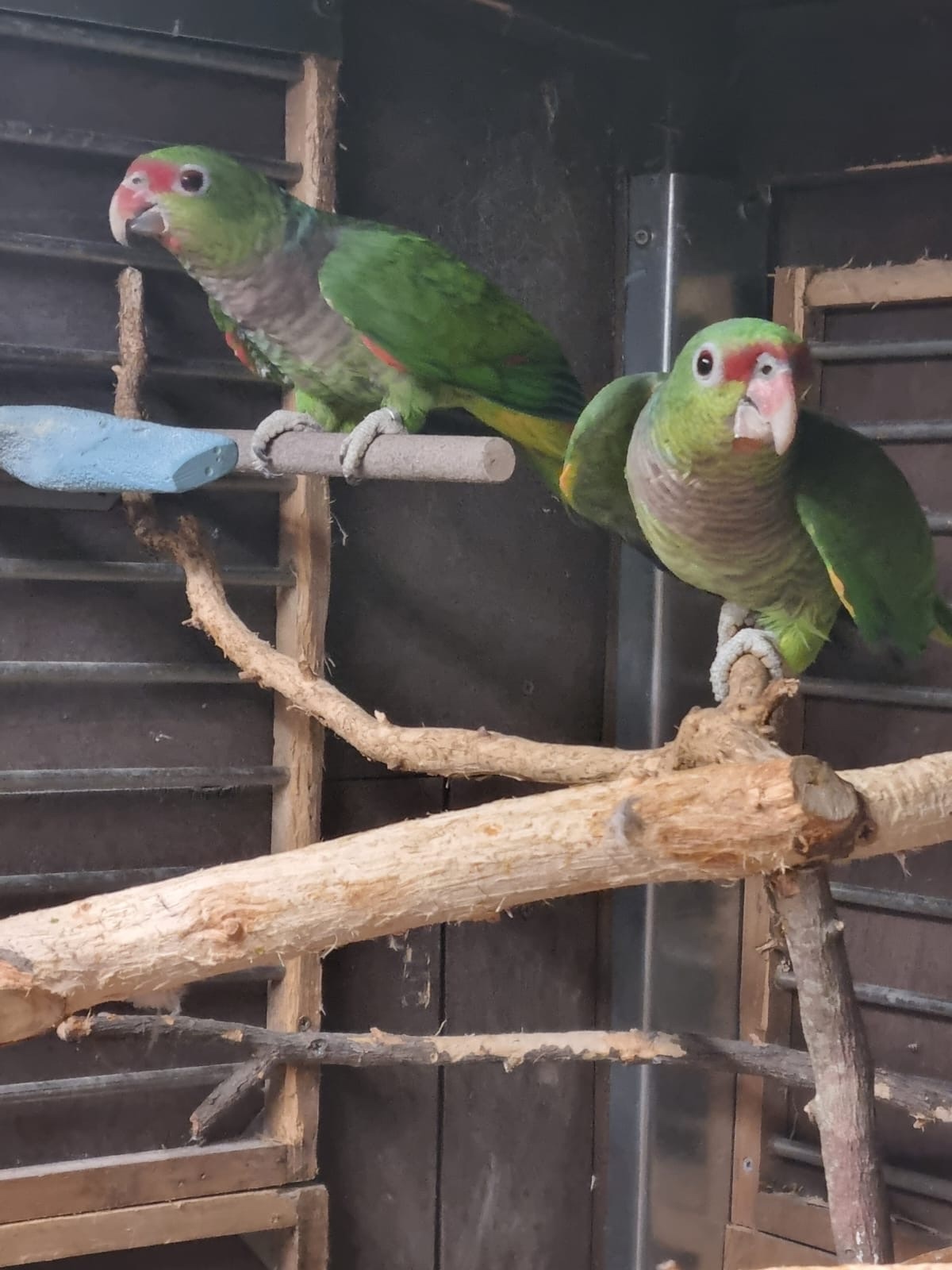  Amazon vinacea bonded 8 year old pair with cites papers close rung