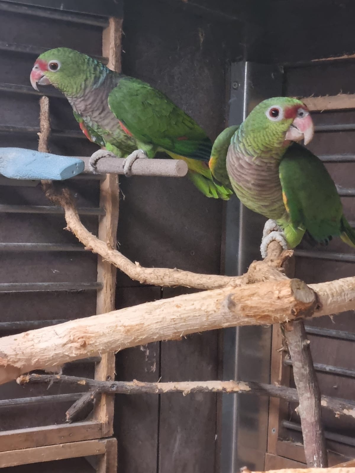 Amazon vinacea bonded 8 year old pair with cites papers close rung 