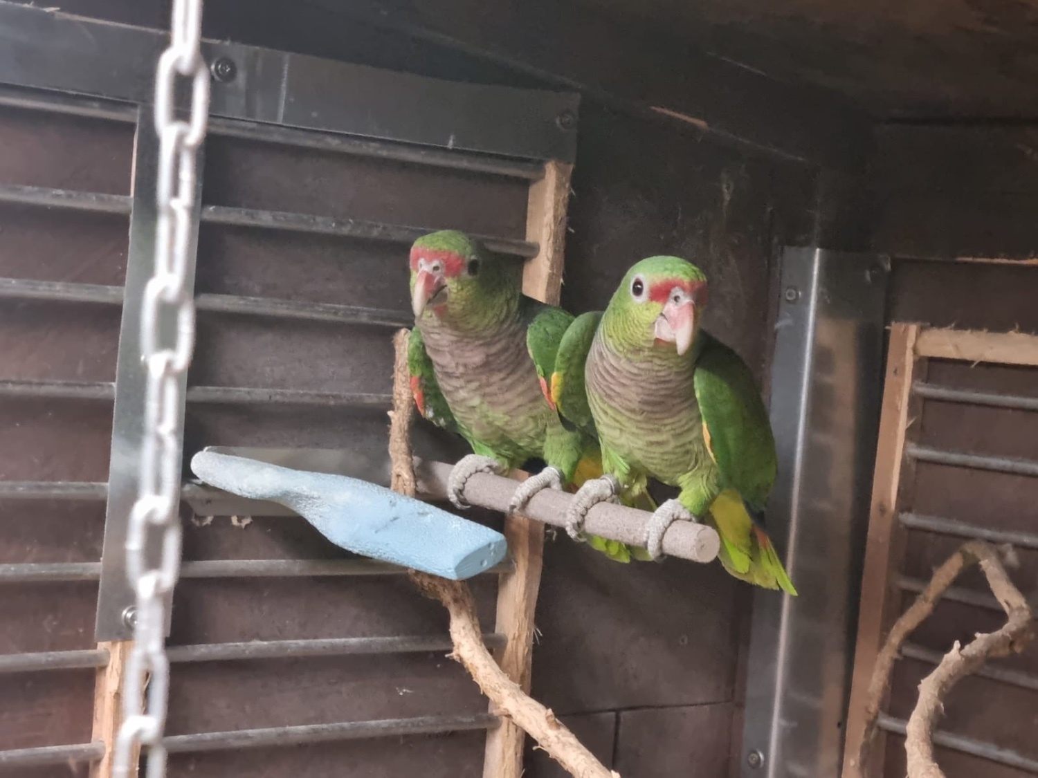 {CATEGORY} - Amazon vinacea bonded 8 year old pair with cites papers close rung