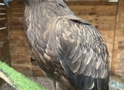 Female Steppe eagle