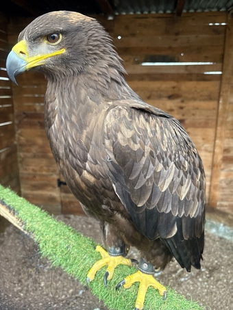 Female Steppe eagle