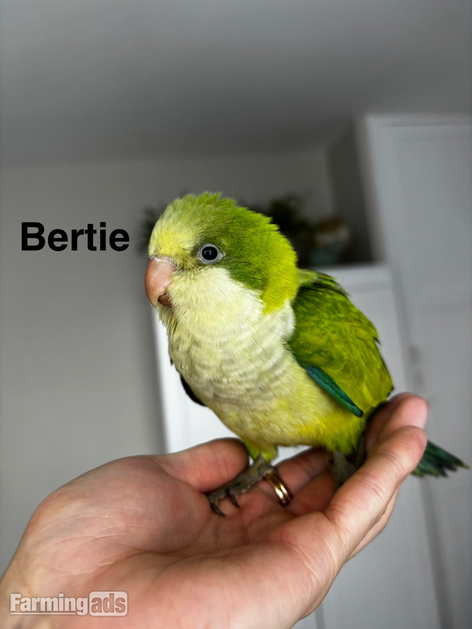 READY NOW Hand reared Quaker babies for sale - {CATEGORY}