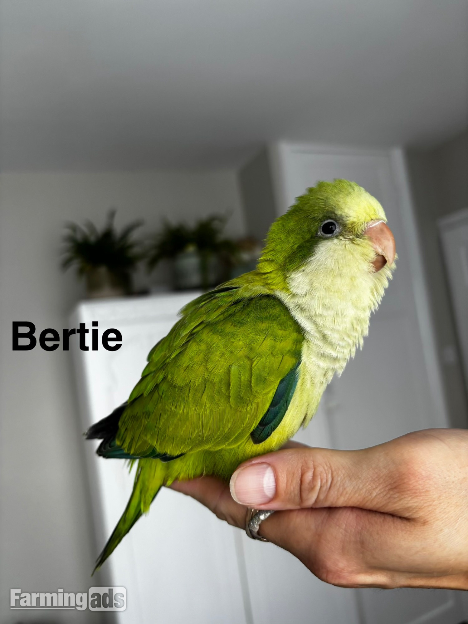  READY NOW Hand reared Quaker babies for sale