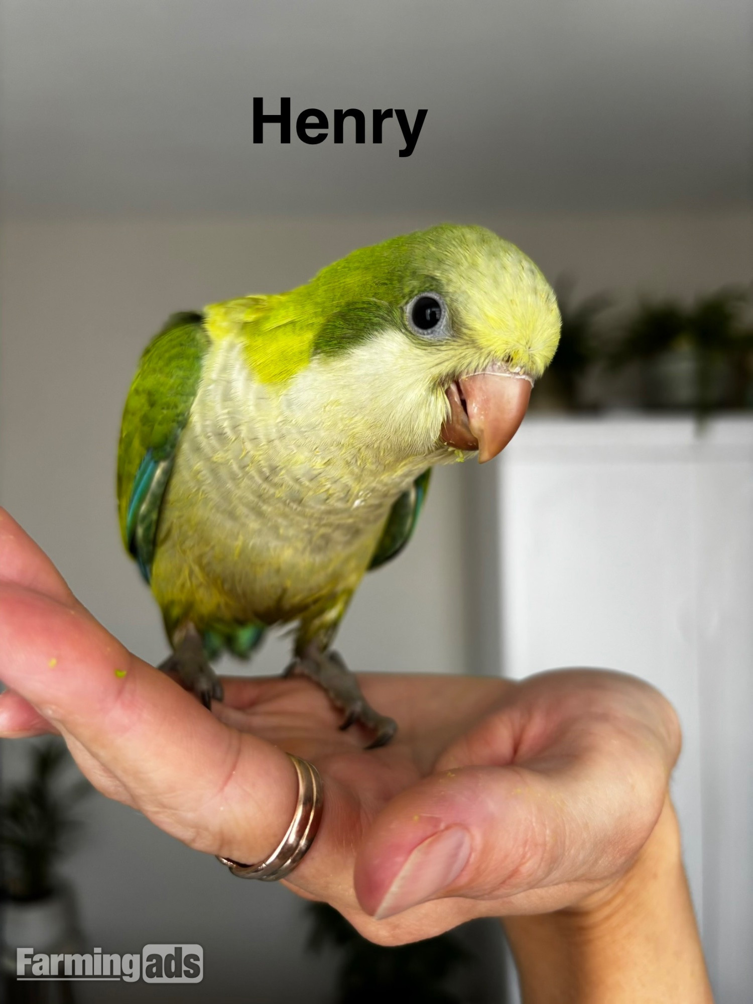 {CATEGORY} - READY NOW Hand reared Quaker babies for sale