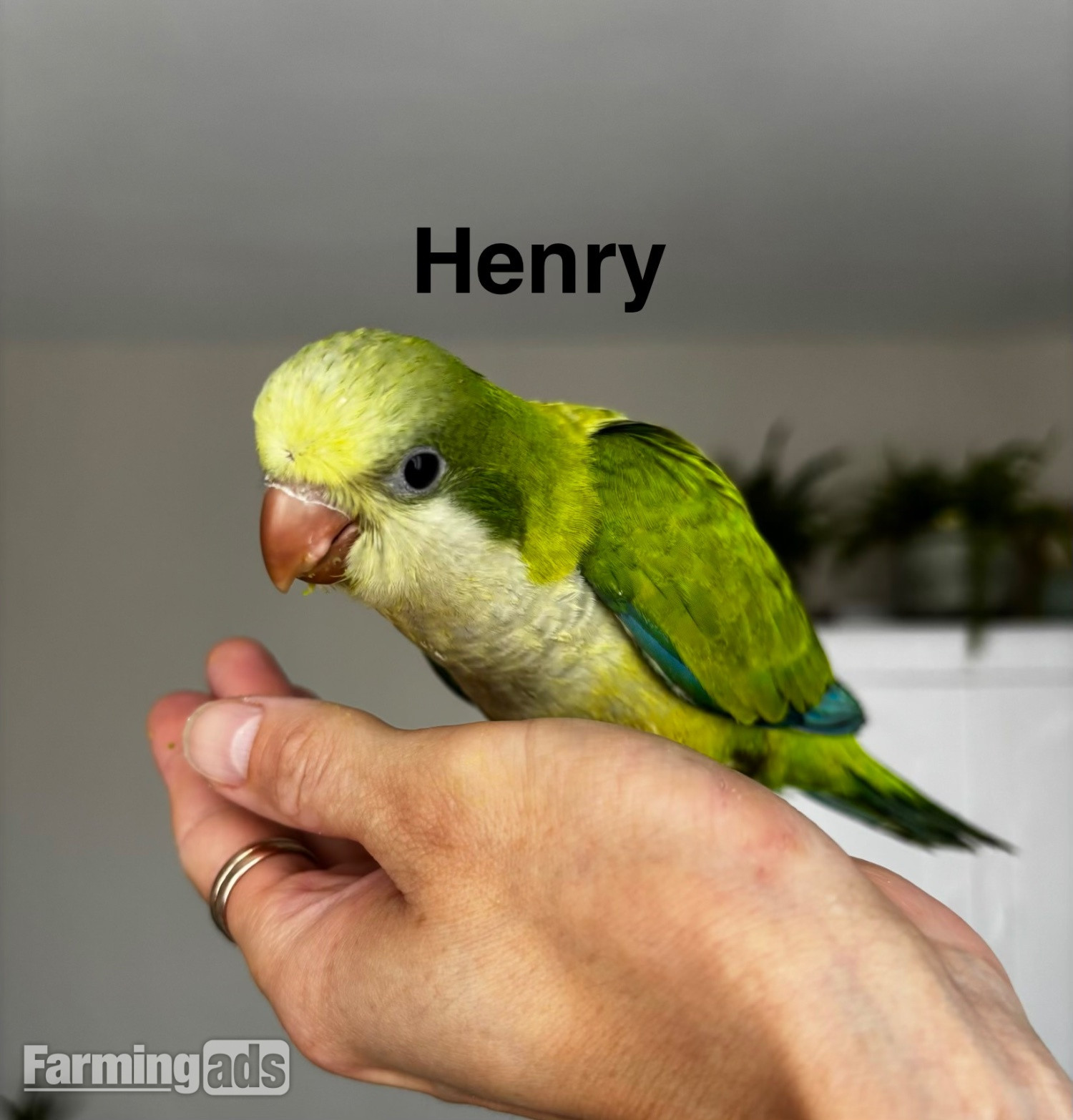 {CATEGORY} - READY NOW Hand reared Quaker babies for sale