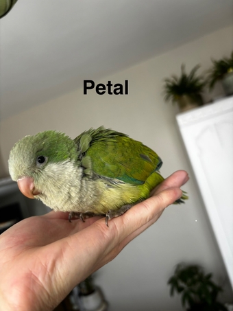 Hand reared Quaker babies for sale