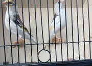 Goldfinch mule cock bird