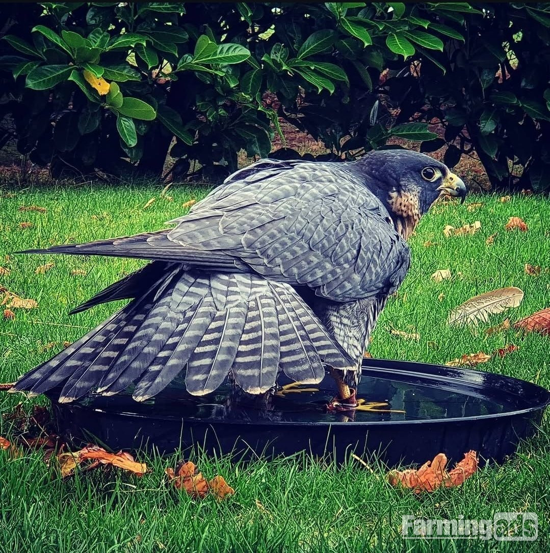 Adult birds wanted