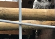 Female Northern hawk owl &amp; European scops 