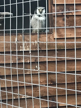Female Northern hawk owl &amp; European scops 