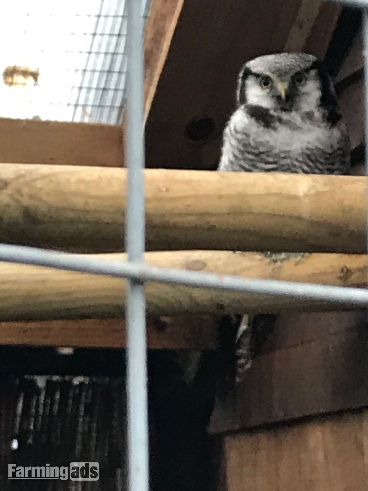 Female Northern hawk owl &amp; European scops 