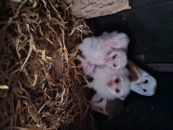 Baby barn owls for sale