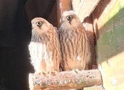 2026 Female Red Footed Falcon