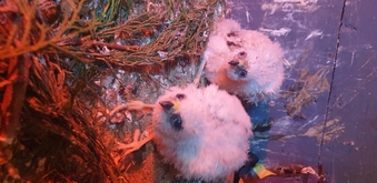 2026 sparrowhawk chicks READY 2 LEAVE