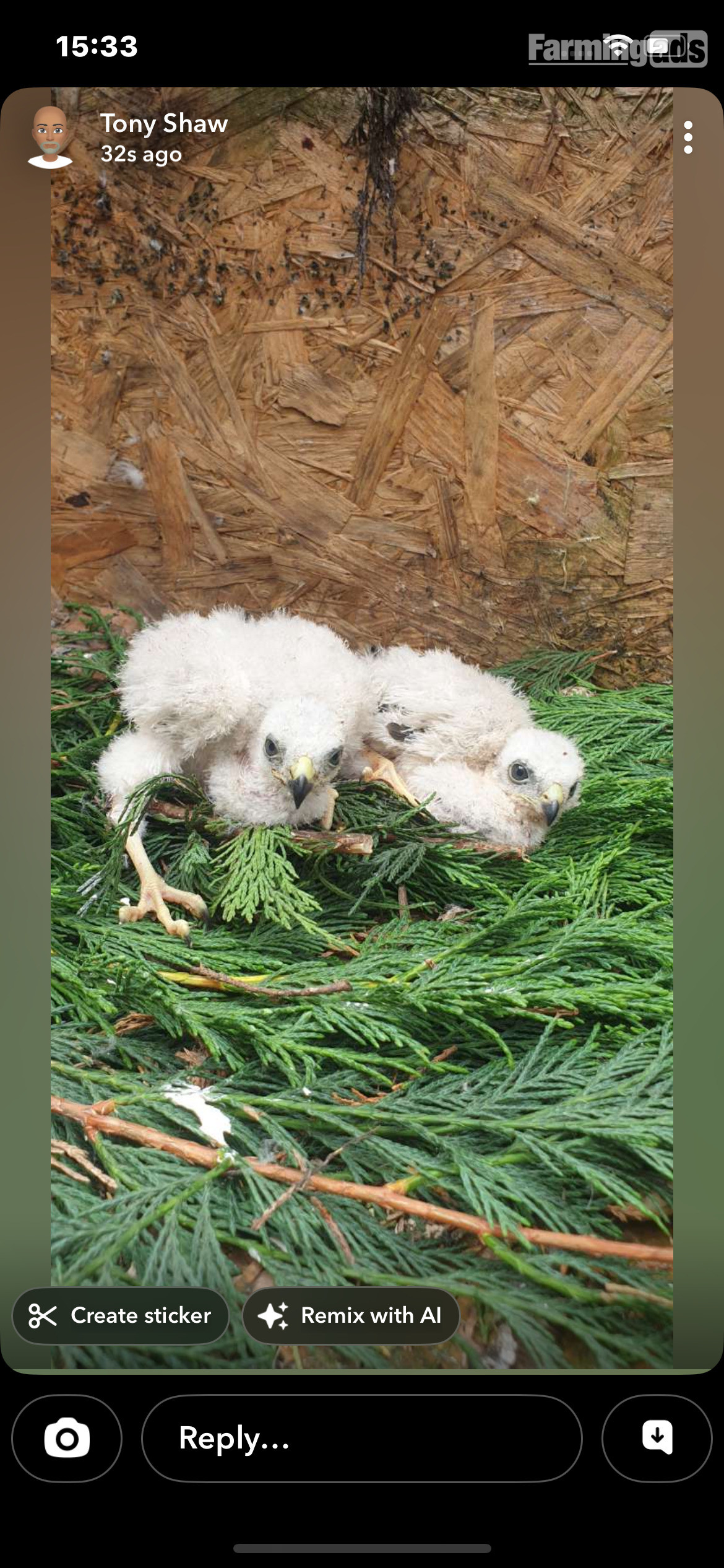 2026 sparrowhawk chicks
