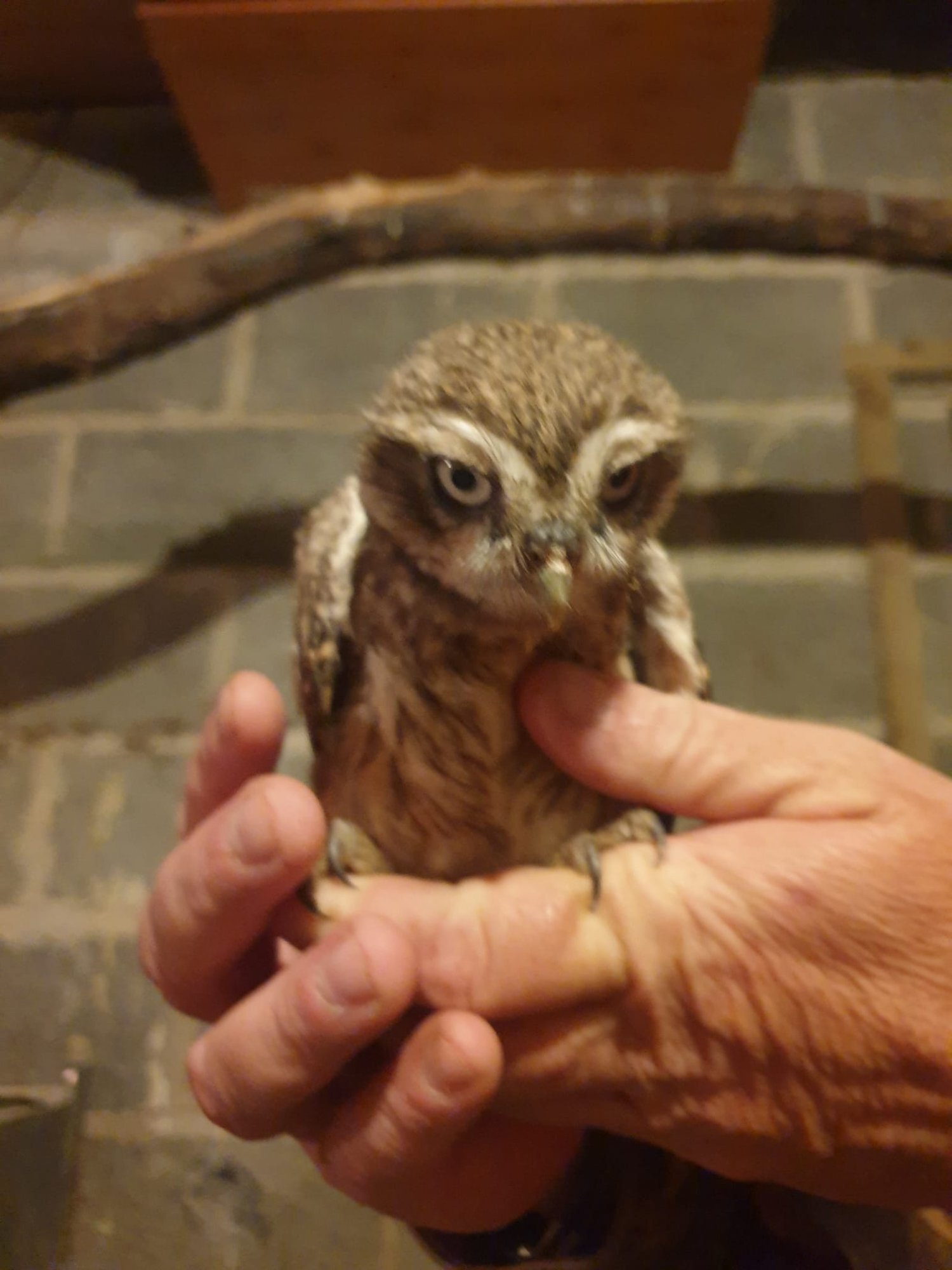  Little owls 2 male 1 female 