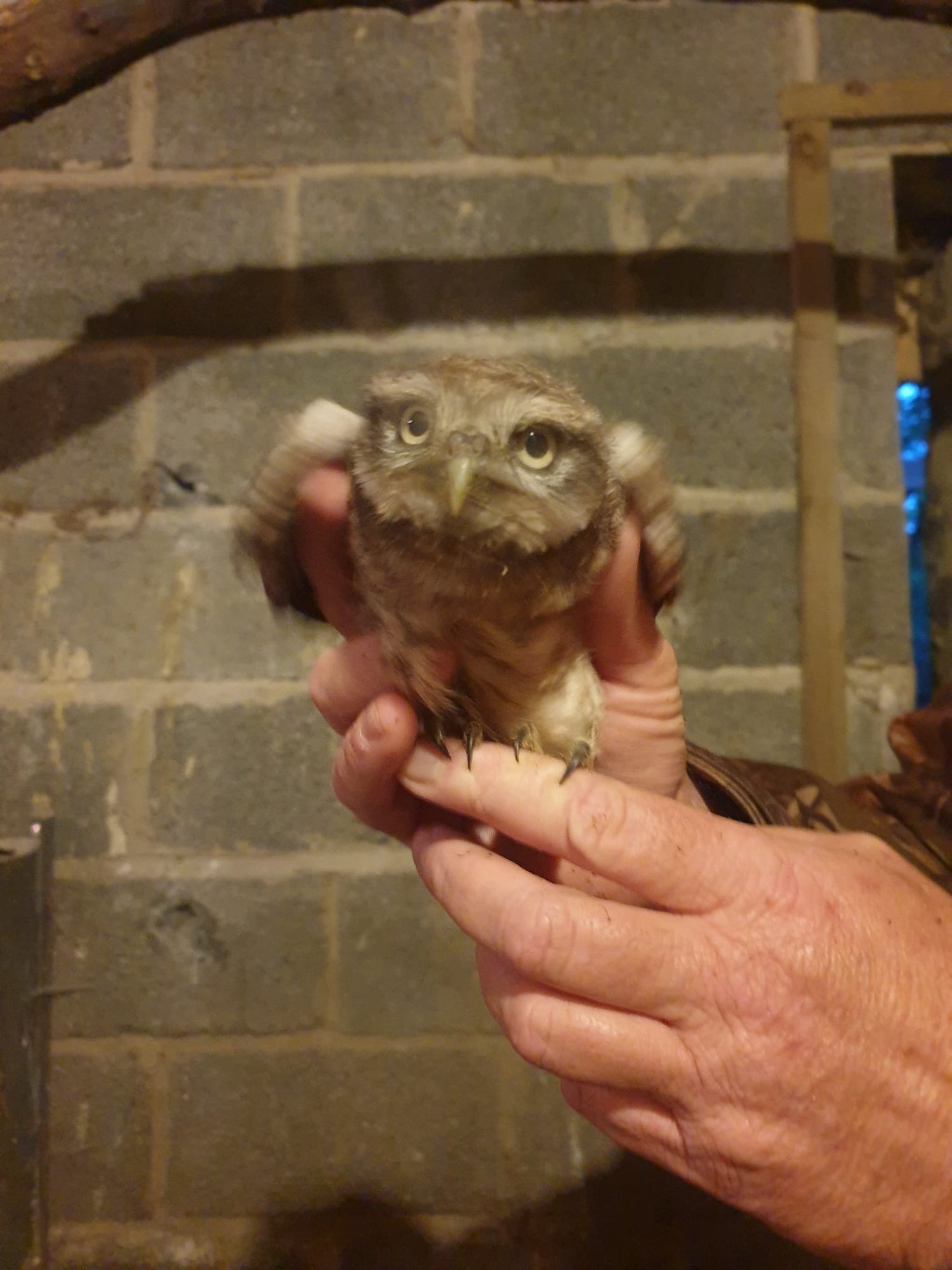Little owls 2 male 1 female  - {CATEGORY}