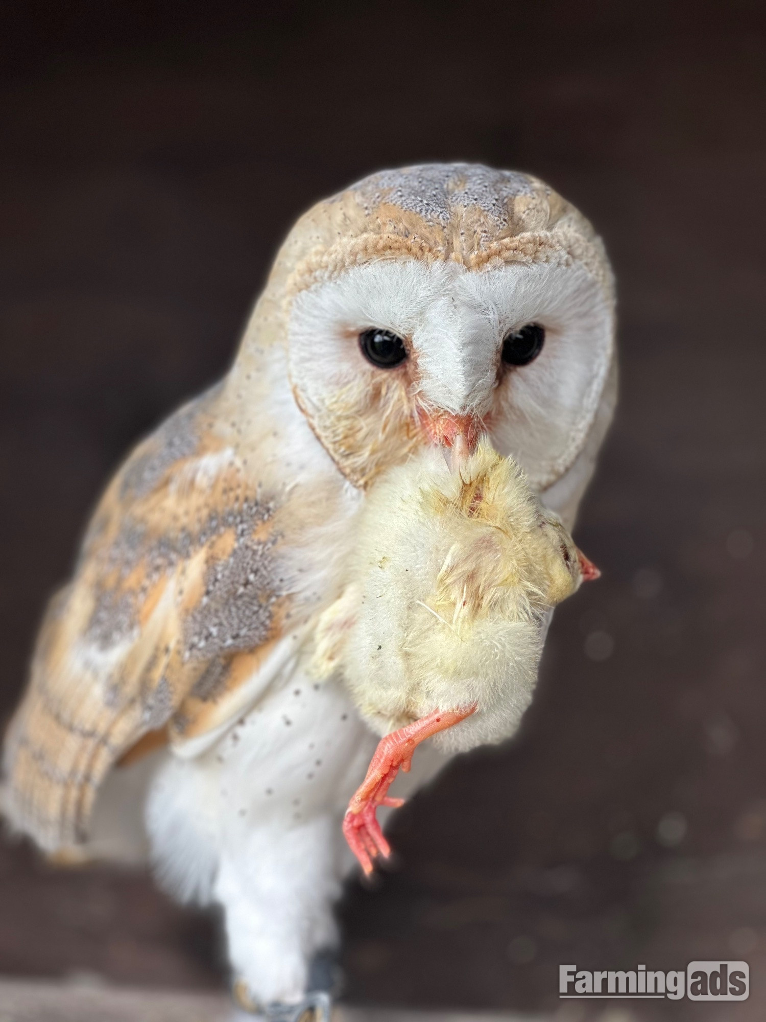 Female Barn Owl 3 Years Old