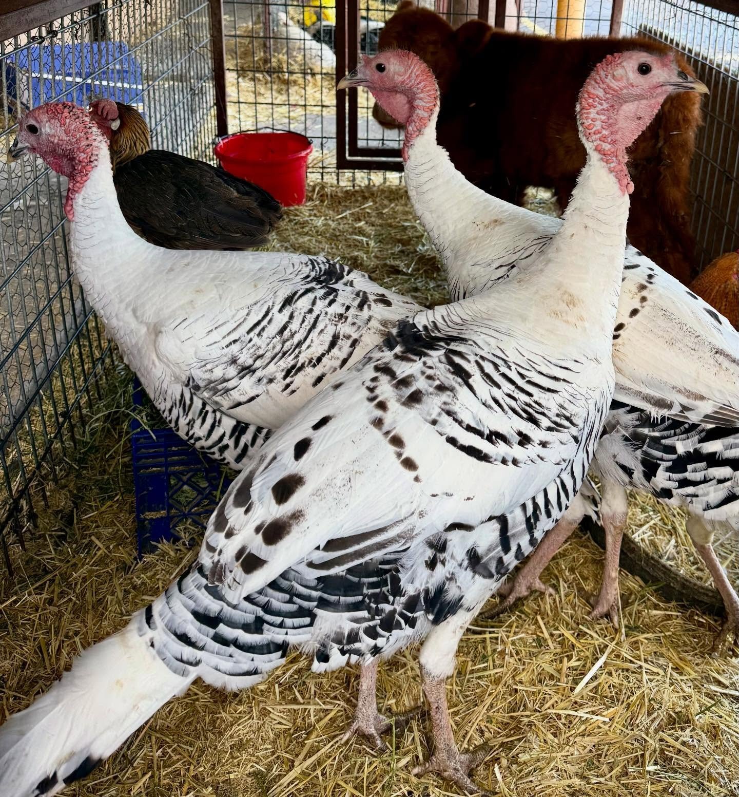  Royal Palm Turkeys for sale