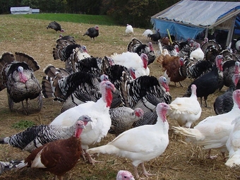 Royal Palm Turkeys for sale