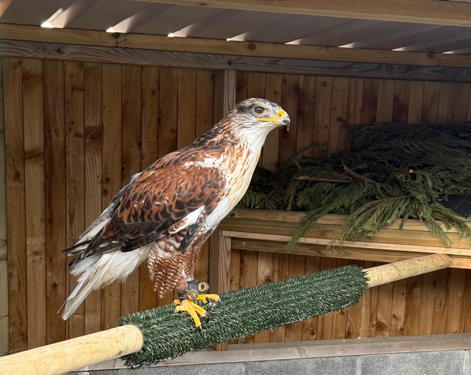 Female Ferruginous for sale