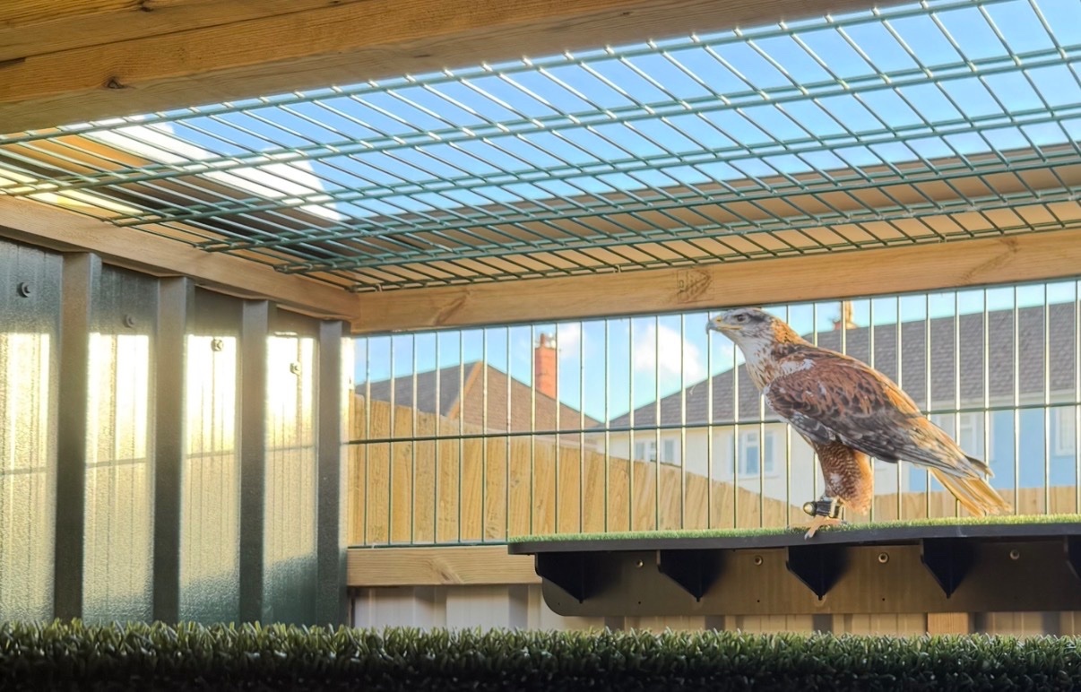Female Ferruginous for sale