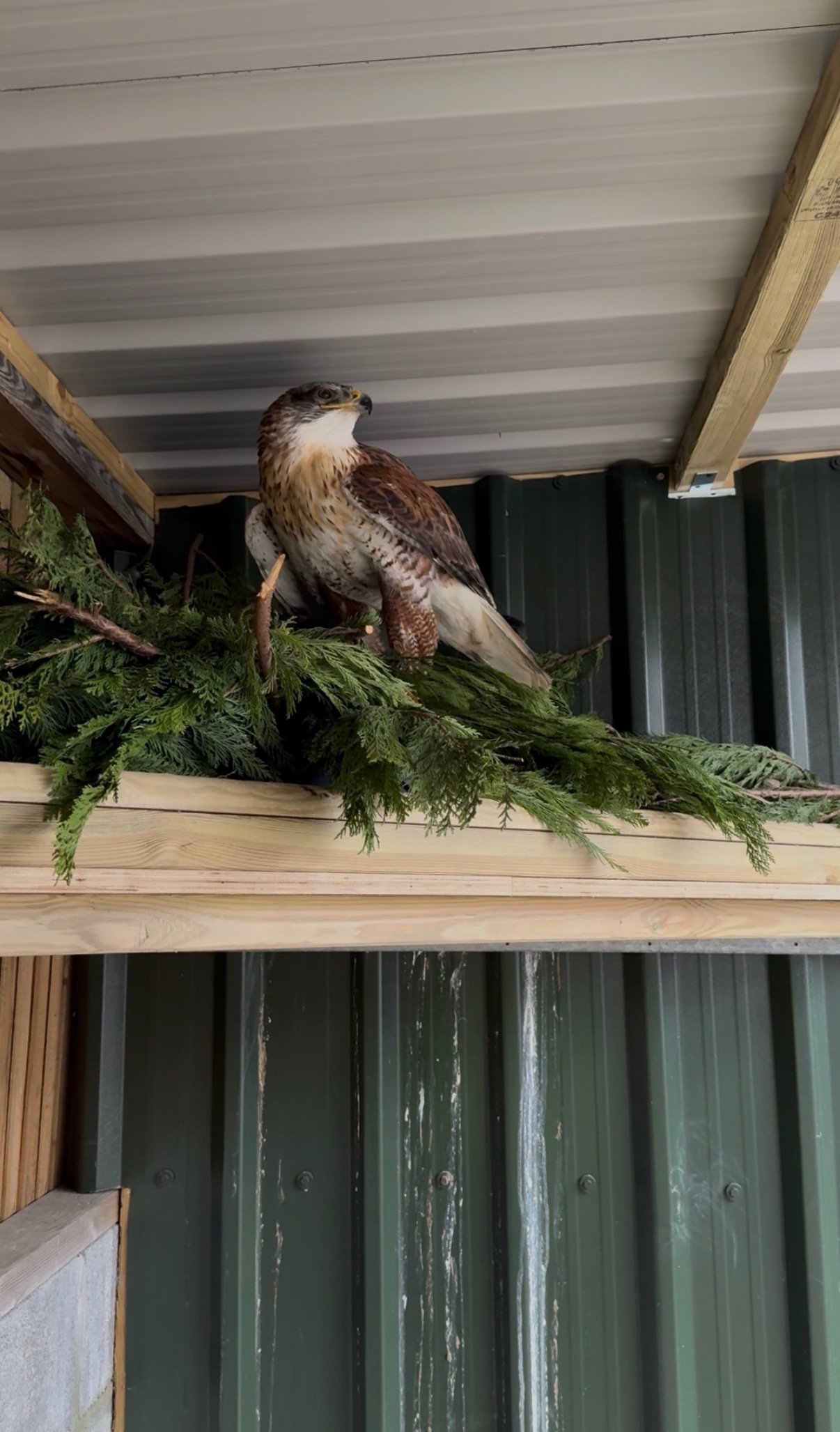 Female Ferruginous for sale - {CATEGORY}