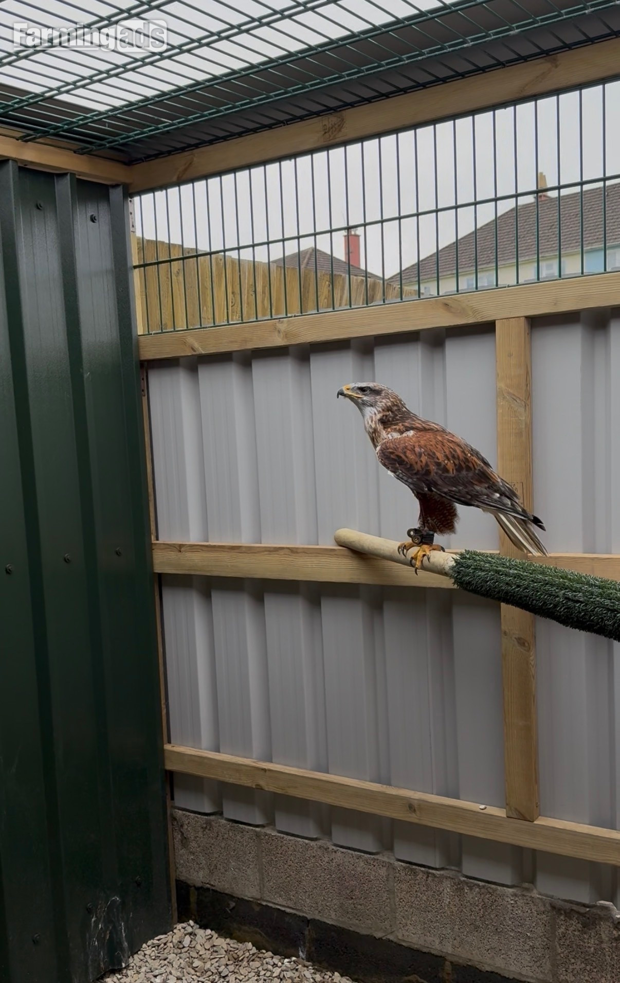  Female Ferruginous for sale