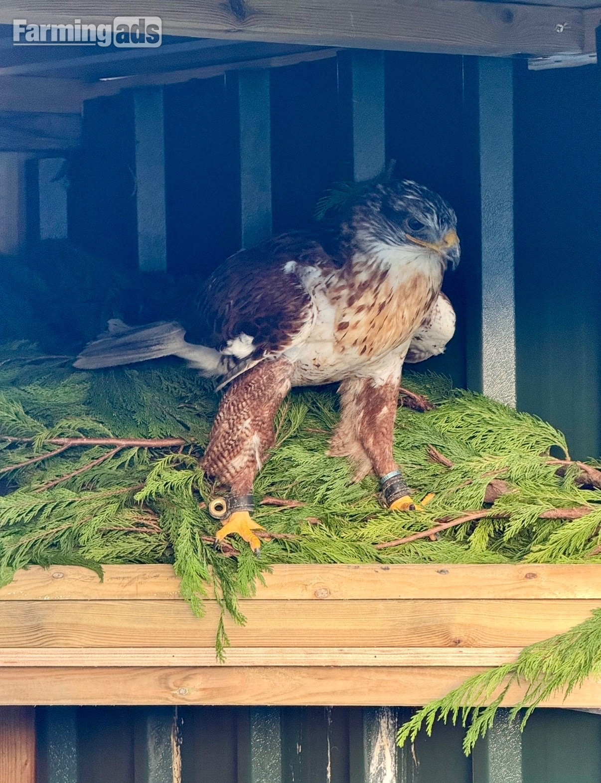 Female Ferruginous for sale - {CATEGORY}