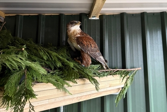 Female Ferruginous for sale