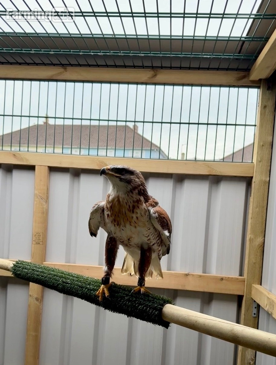 Female Ferruginous for sale 