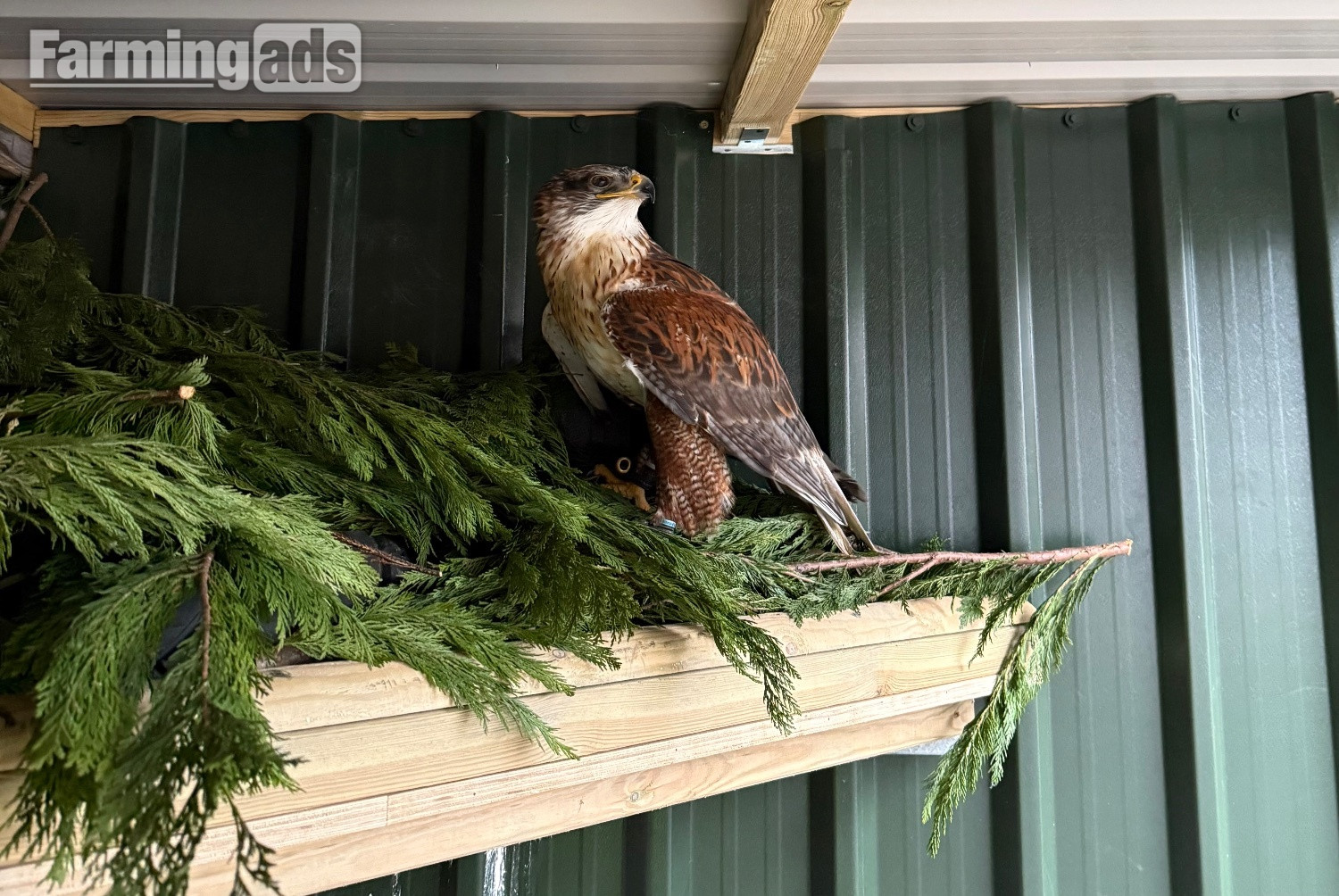 {CATEGORY} - Female Ferruginous for sale