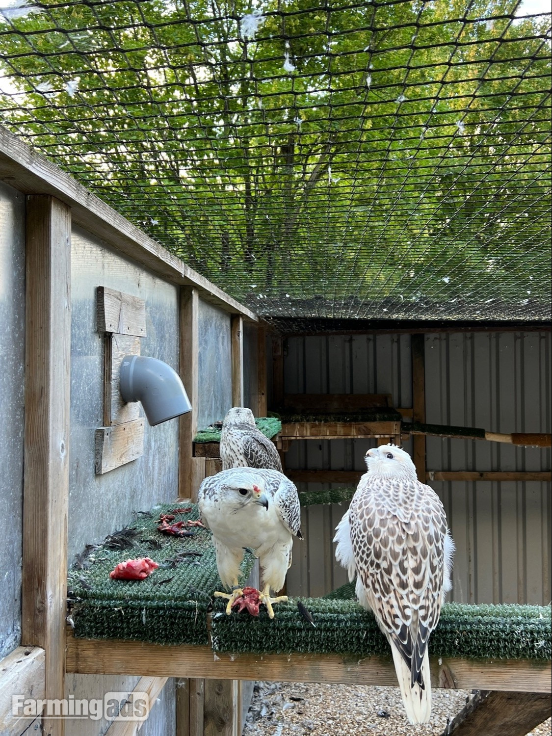 {CATEGORY} - 3/4 Gyr Saker falcon 