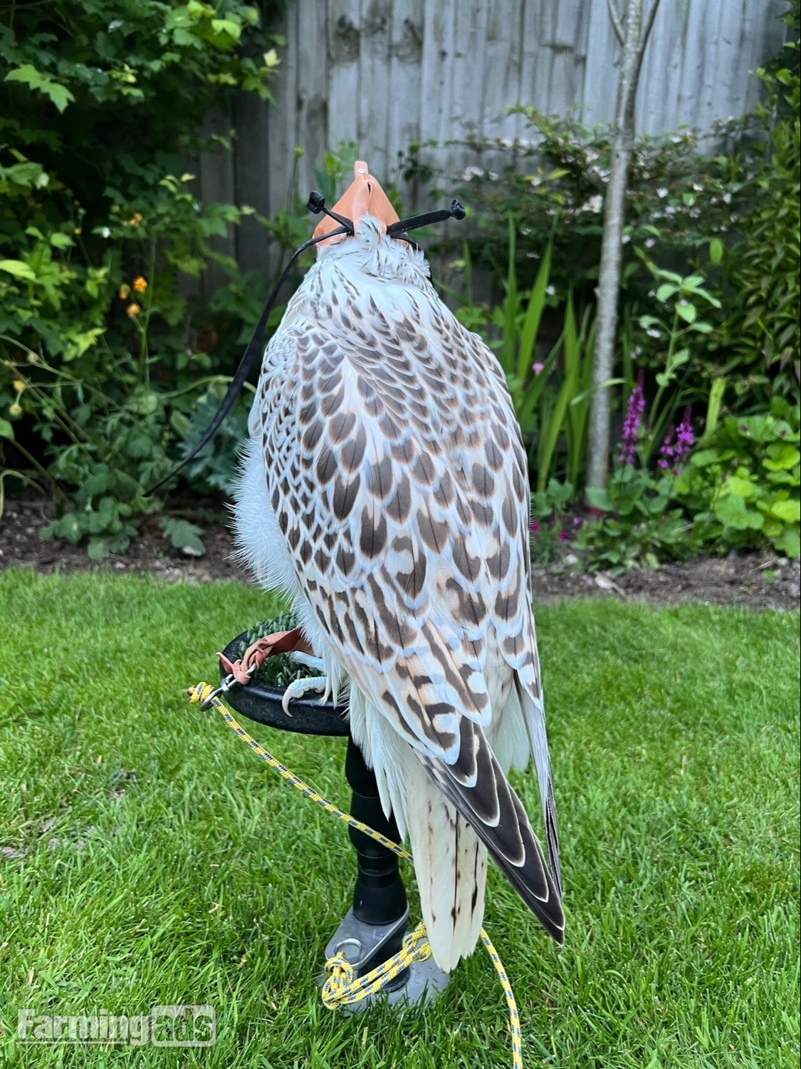 3/4 Gyr Saker falcon  - {CATEGORY}