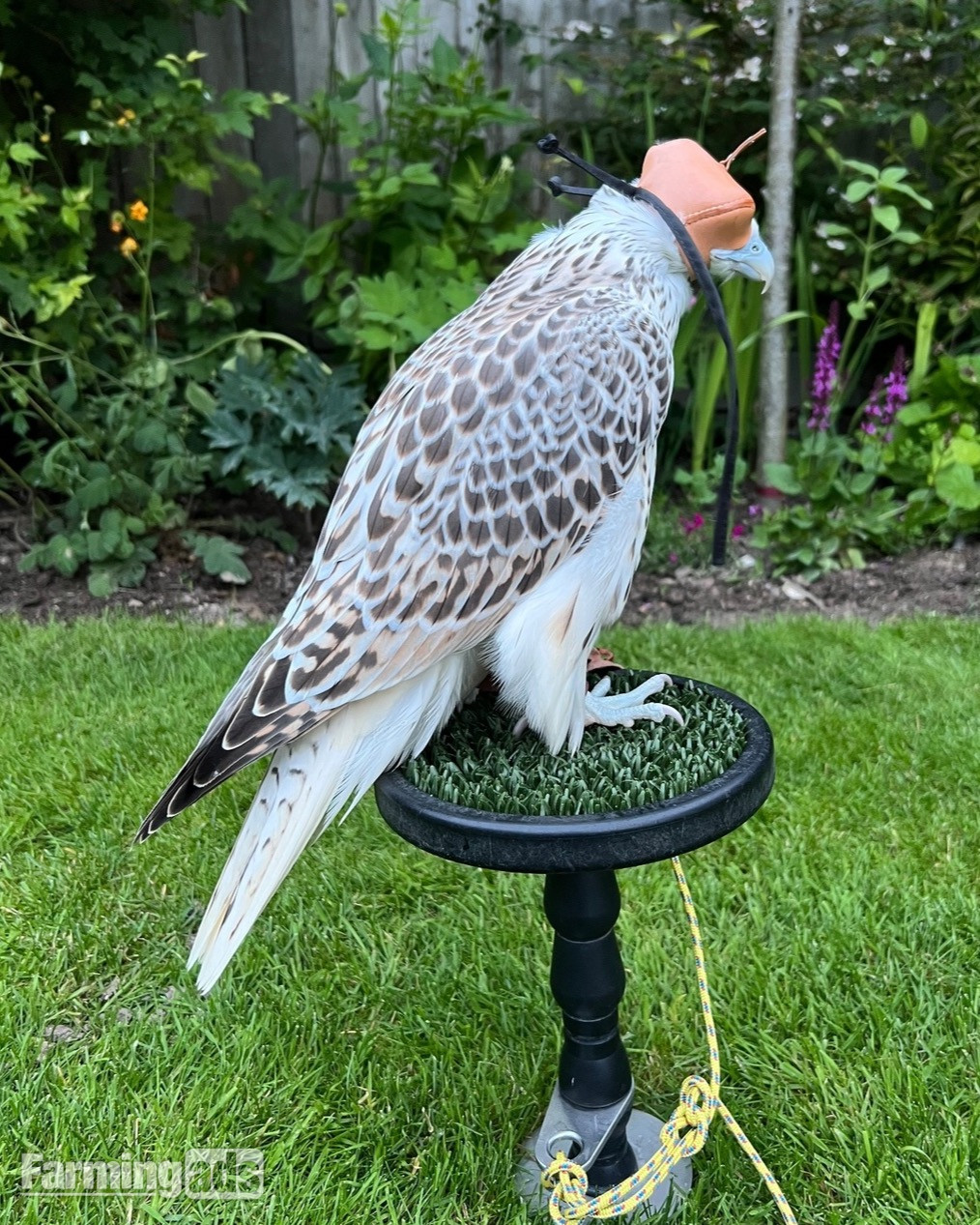 3/4 Gyr Saker falcon  - {CATEGORY}