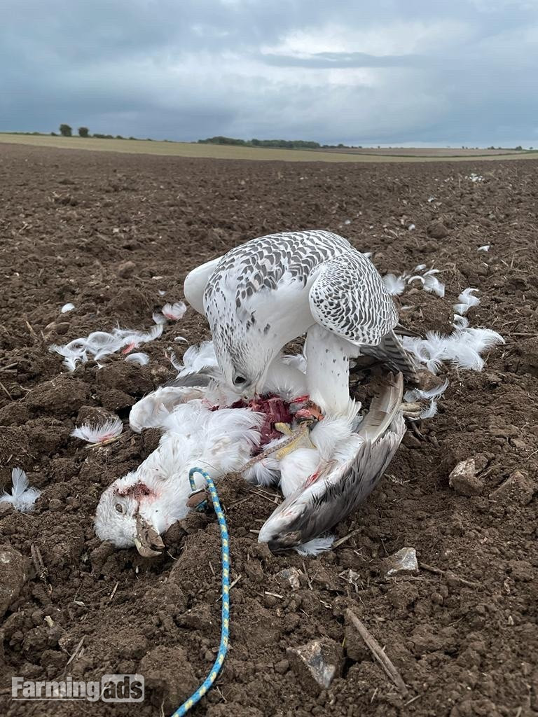 3/4 Gyr Saker falcon  