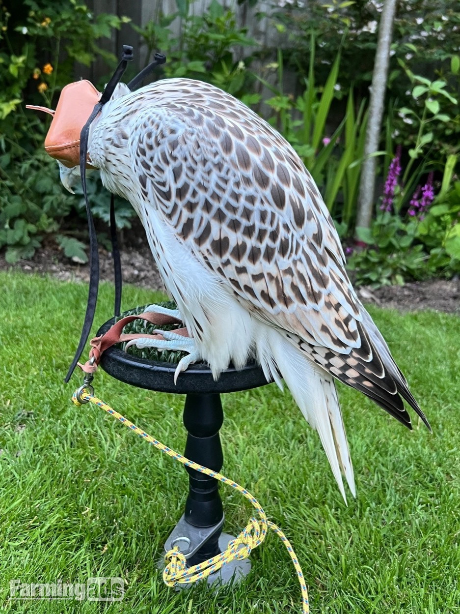 3/4 Gyr Saker falcon 