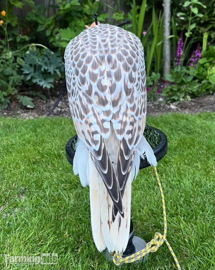  3/4 Gyr Saker falcon 
