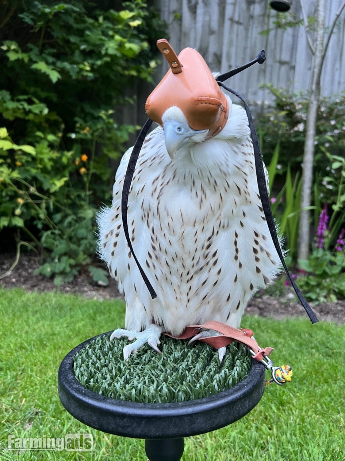 {CATEGORY} - 3/4 Gyr Saker falcon 