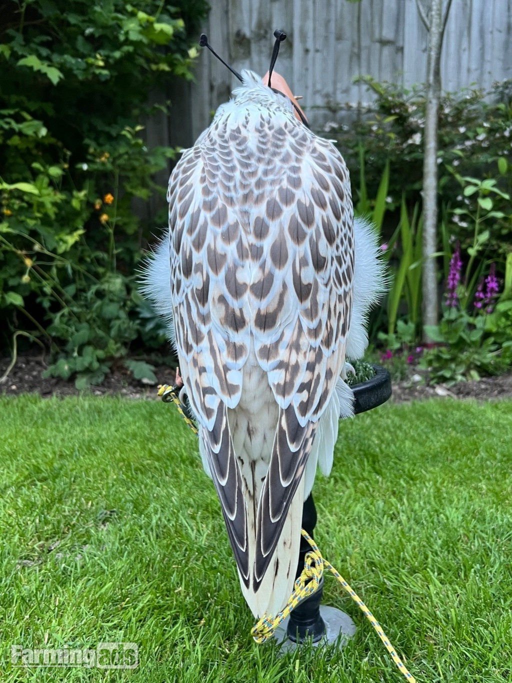 3/4 Gyr Saker falcon 