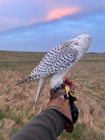 3/4 Gyr Saker falcon 