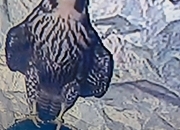 2026 male peregrine