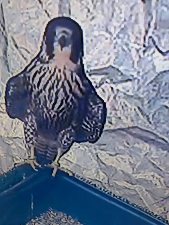 2026 male peregrine