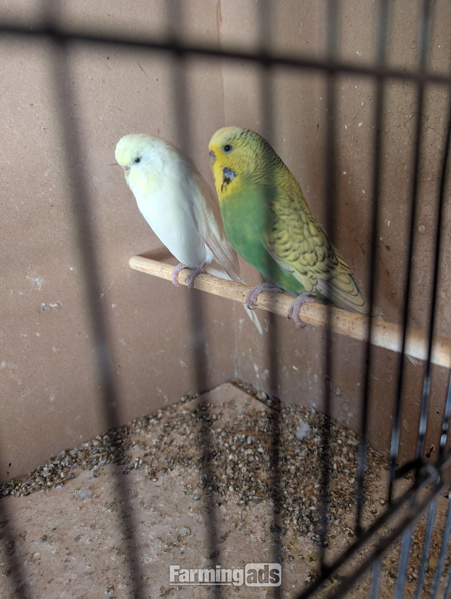 Budgies for sale two adults one lemon one green spangle 