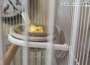 One male and one female canary 