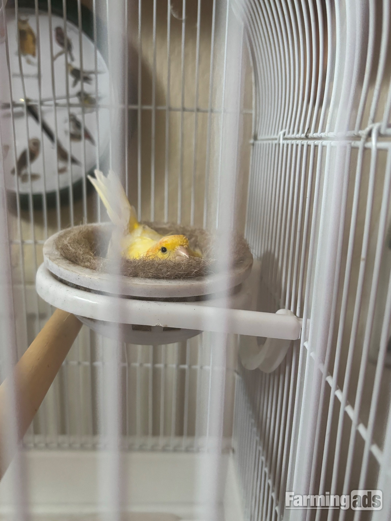 One male and one female canary 