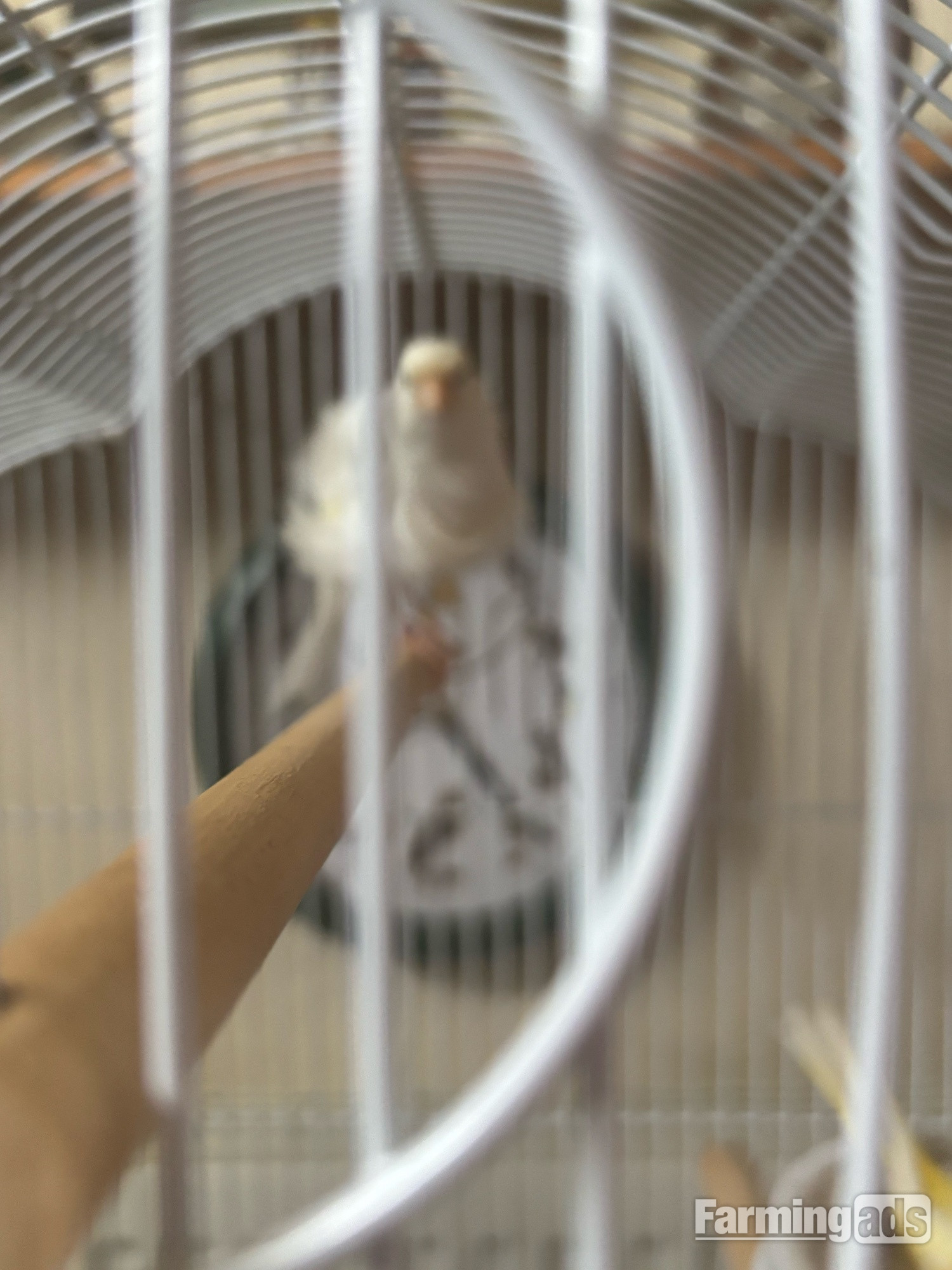 One male and one female canary 