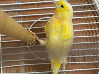 One male and one female canary 
